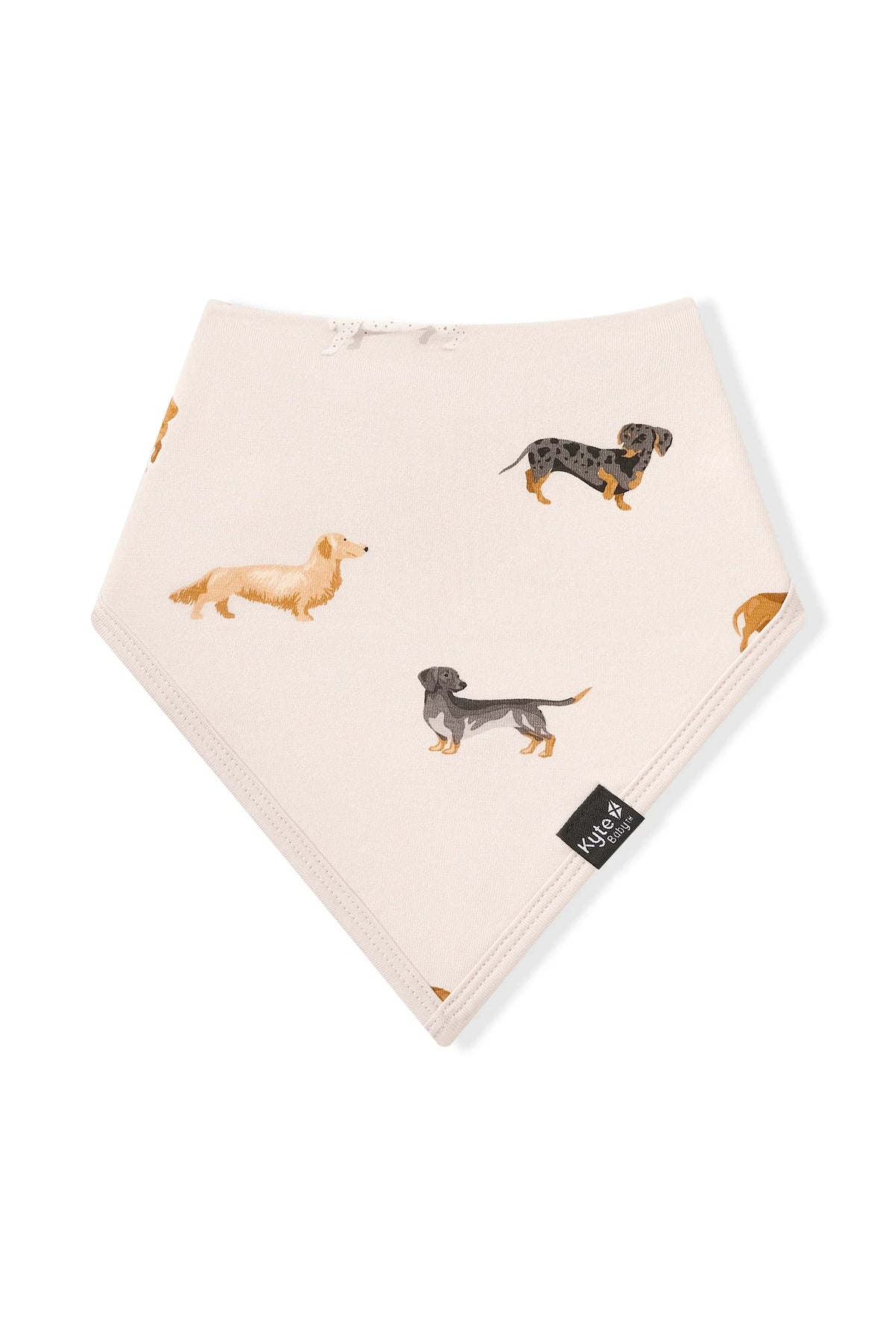 Bib in Dachshund