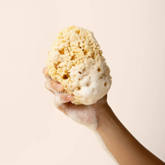 Sea Sponge