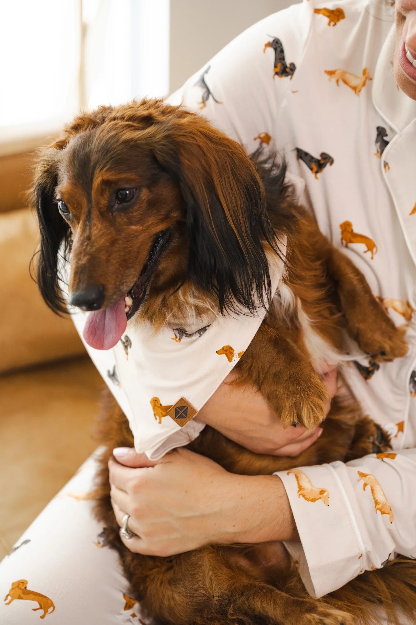 Dog Bandana in Dachshund